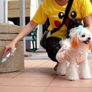 Ordinanza di pulizia deiezioni liquide canine – Comune di IGLESIAS