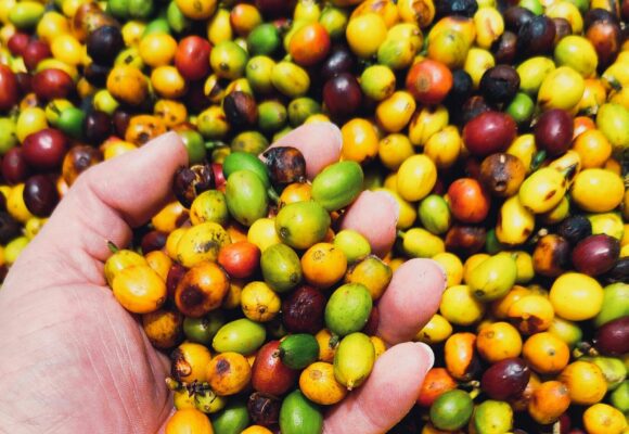 pexels-jmraphoto-33789767 OFFERTA LAVORO: TIROCINIO JTF ORTOFRUTTICOLO