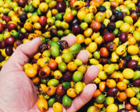 pexels-jmraphoto-33789767 OFFERTA LAVORO: TIROCINIO JTF ORTOFRUTTICOLO